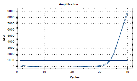Dry Neisseria DNA standard-BNCC