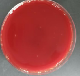Streptococcus pyogenes DNA Liquid Internal Quality Control Material-BNCC
