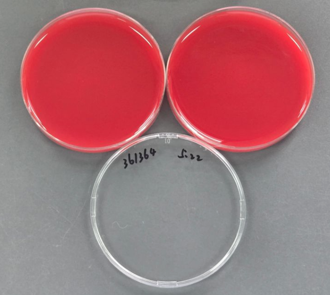 Streptococcus pyogenes Reference Material (Chemical inactivation) (Strong Positive)-BNCC