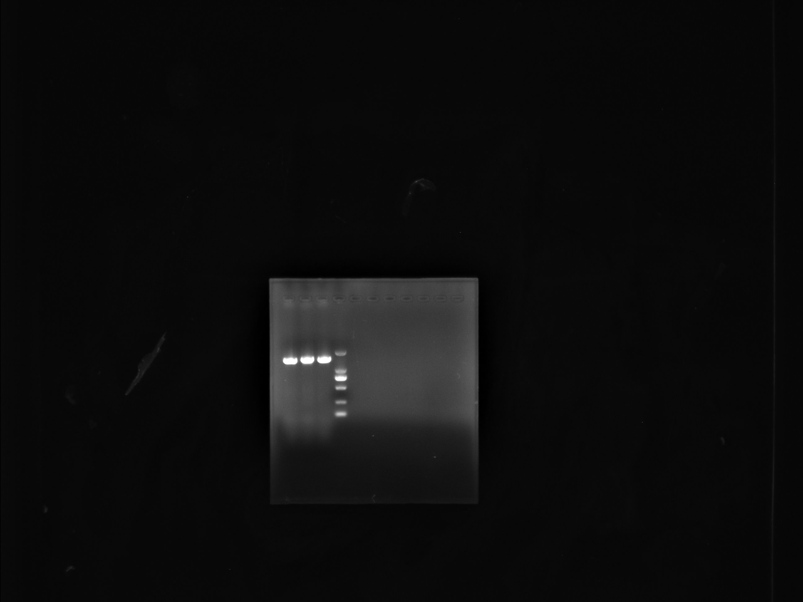 Mouse pox virus DNA standard-BNCC