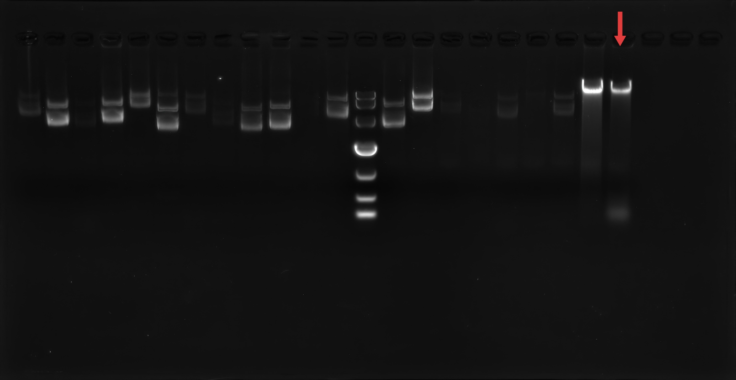 MG1655 Escherichia coli-BNCC