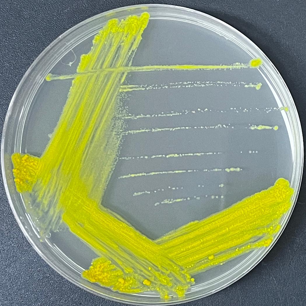 Tuscan mycobacteria-BNCC
