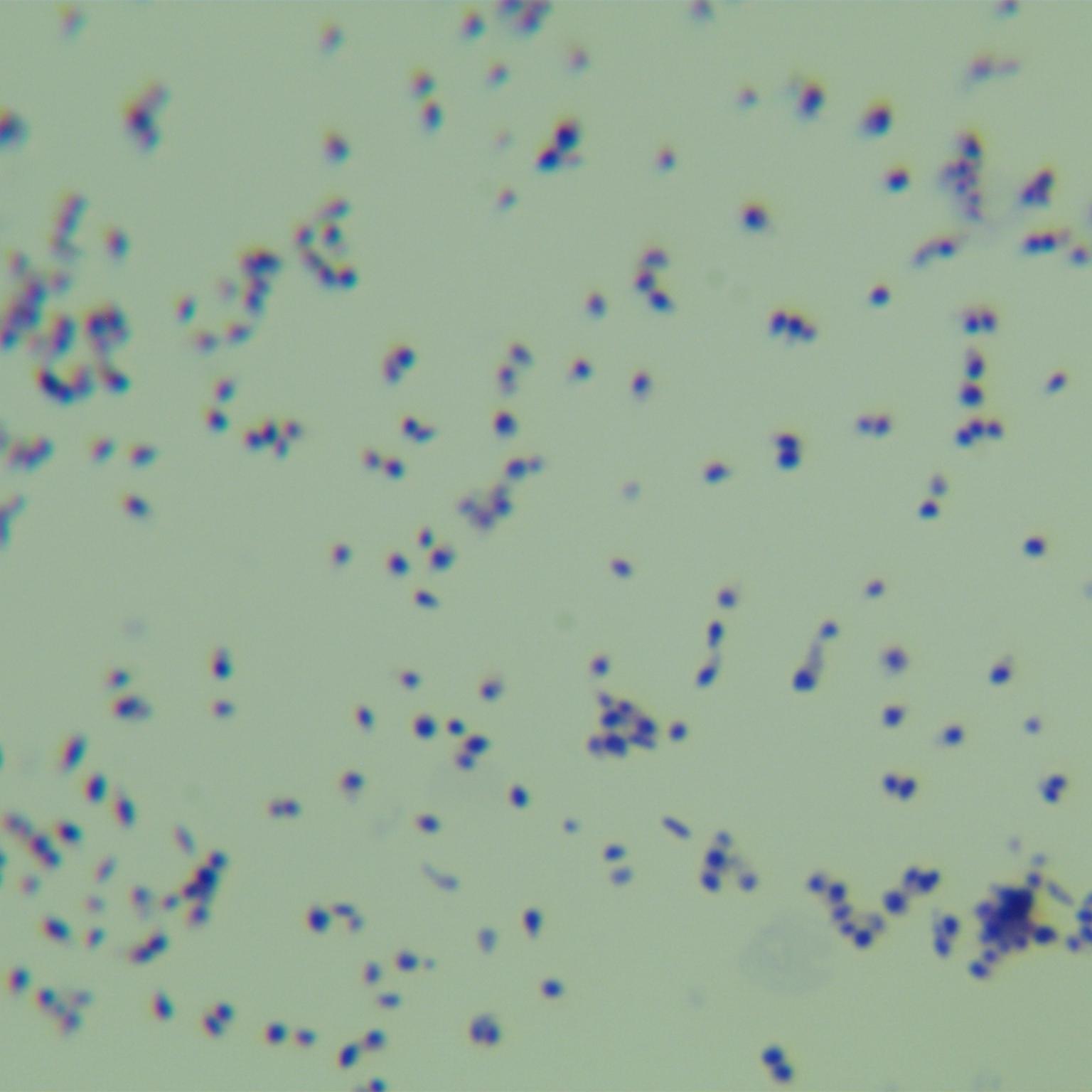 Tuscan mycobacteria-BNCC