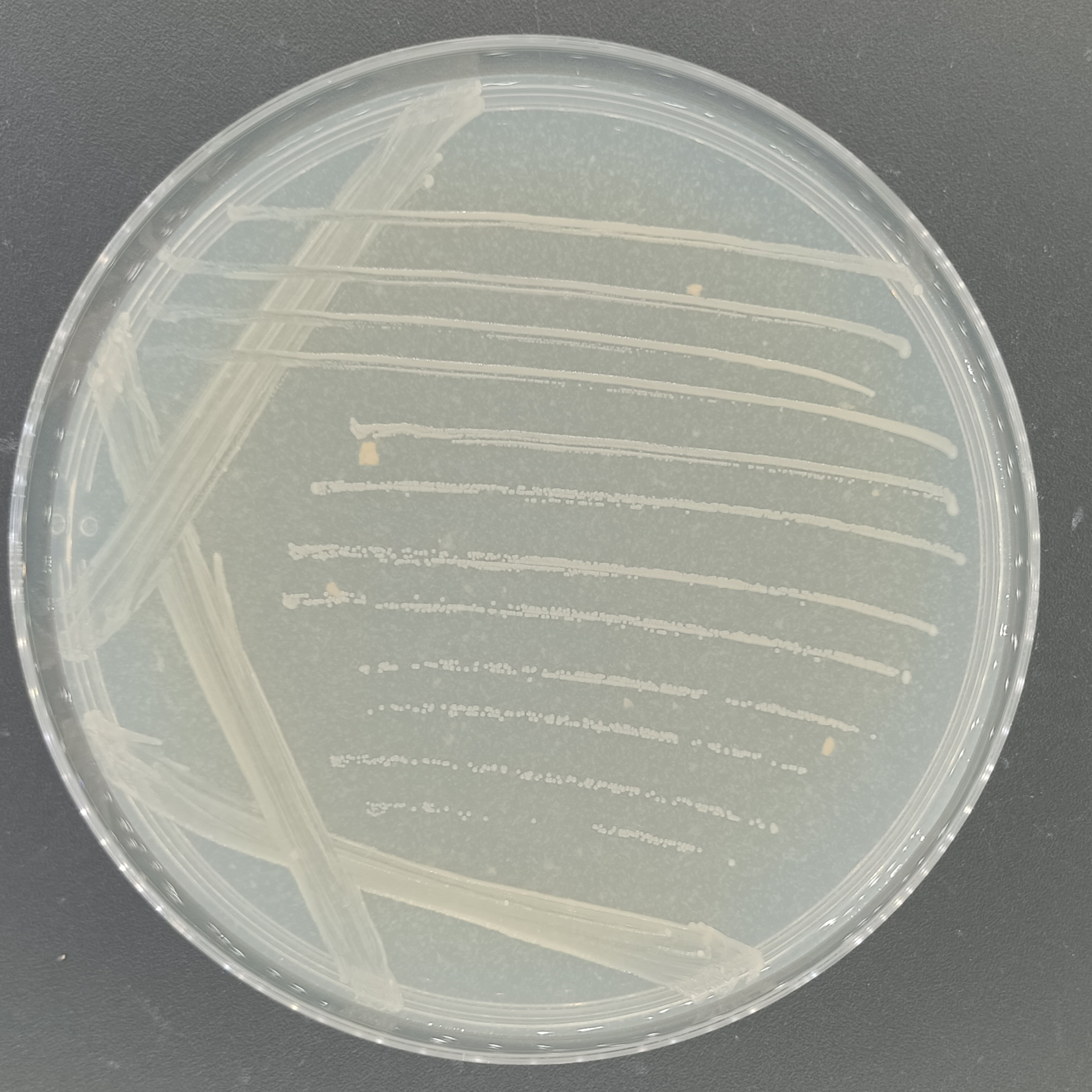 Salt crystal psychrophilic bacteria-BNCC