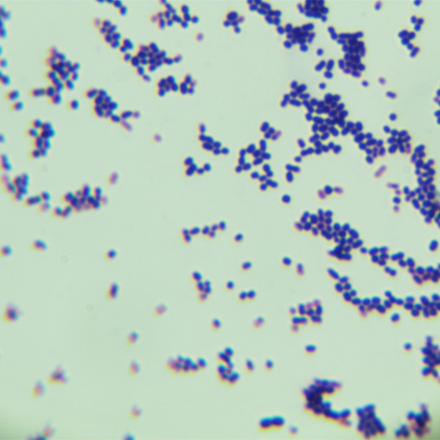 Salt crystal psychrophilic bacteria-BNCC