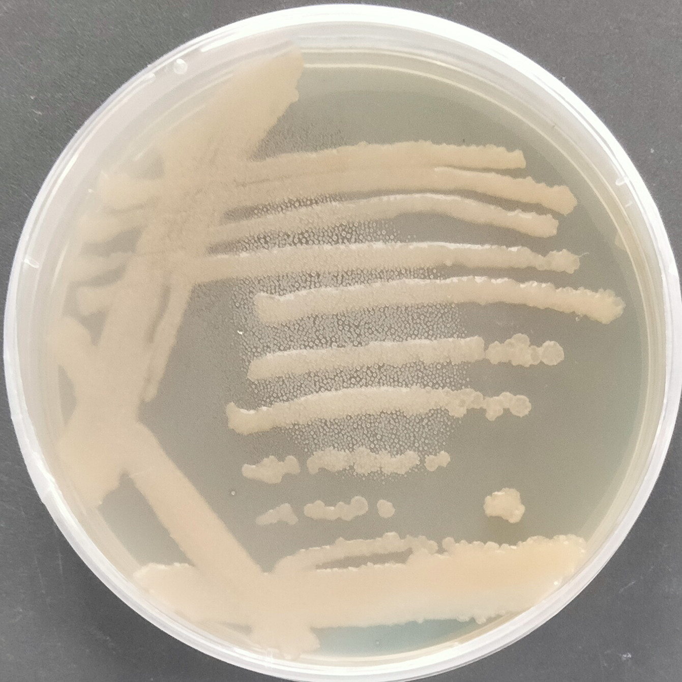 Nitrotrophic Staphylococcus aureus-BNCC