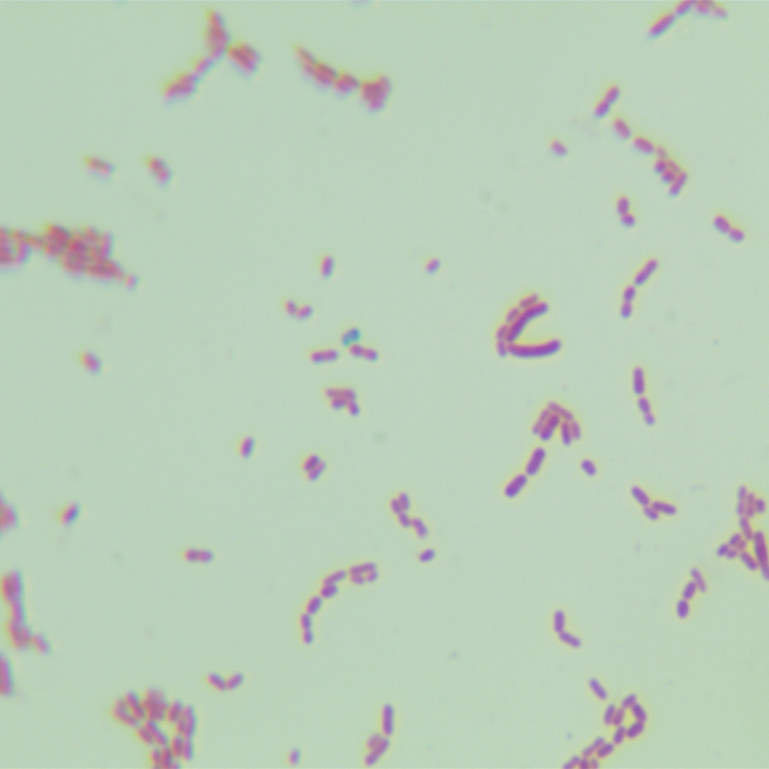 Nitrotrophic Staphylococcus aureus-BNCC