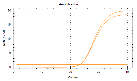 Escherichia coli DNA standard-BNCC