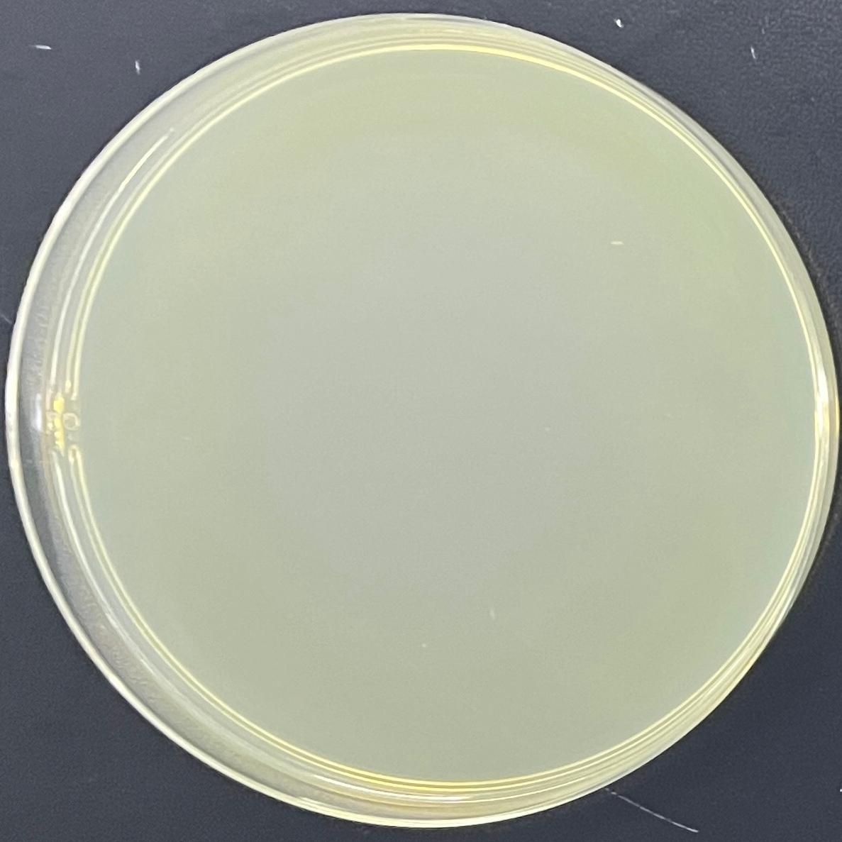 DH5 α (containing pPIC9K plasmid) Escherichia coli-BNCC