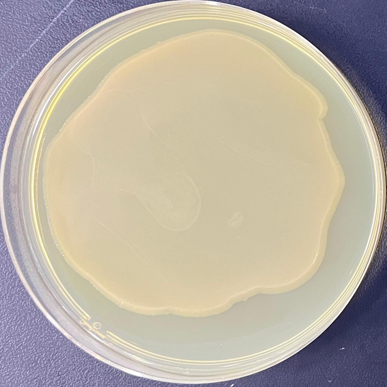 DH5 α (containing pPIC9K plasmid) Escherichia coli-BNCC