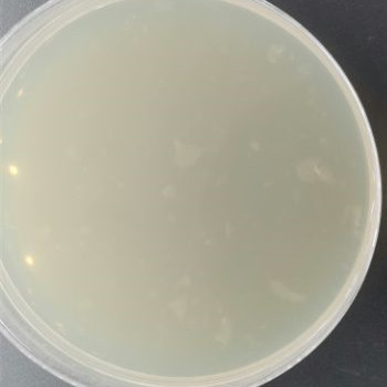 DH5 α (containing pPICZA plasmid) Escherichia coli-BNCC