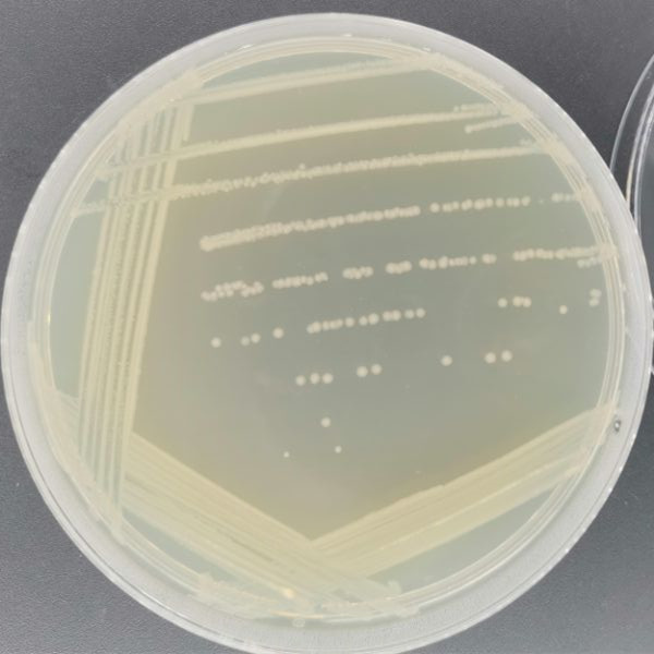 DH5 α (containing pPICZA plasmid) Escherichia coli-BNCC