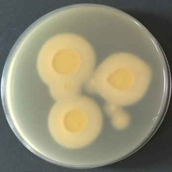 Trichophyton benhamiae-BNCC