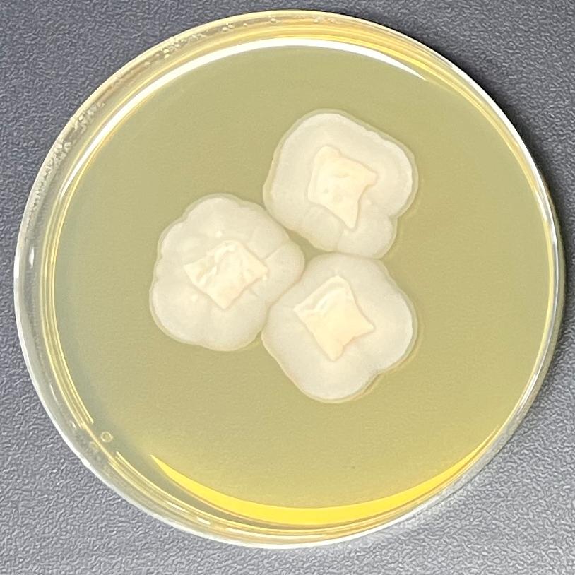 Scopolariopsis coprophila-BNCC