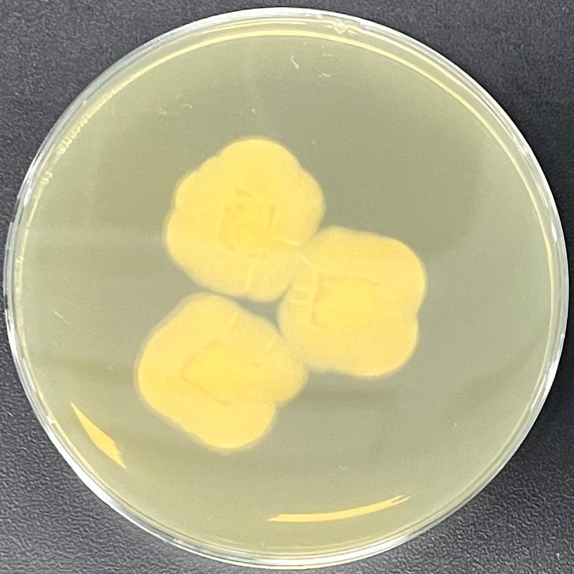 Scopolariopsis coprophila-BNCC