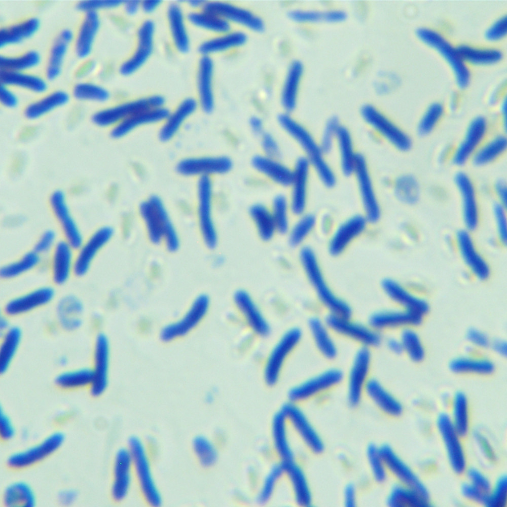 Clostridium perfringens-BNCC
