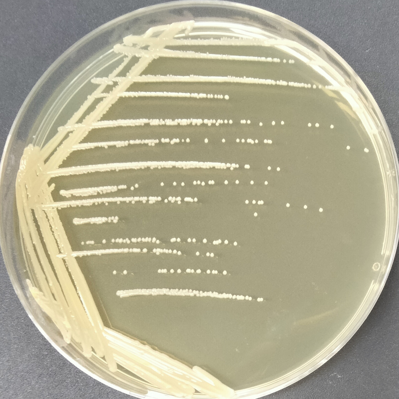 Staphylococcus xylosus-BNCC