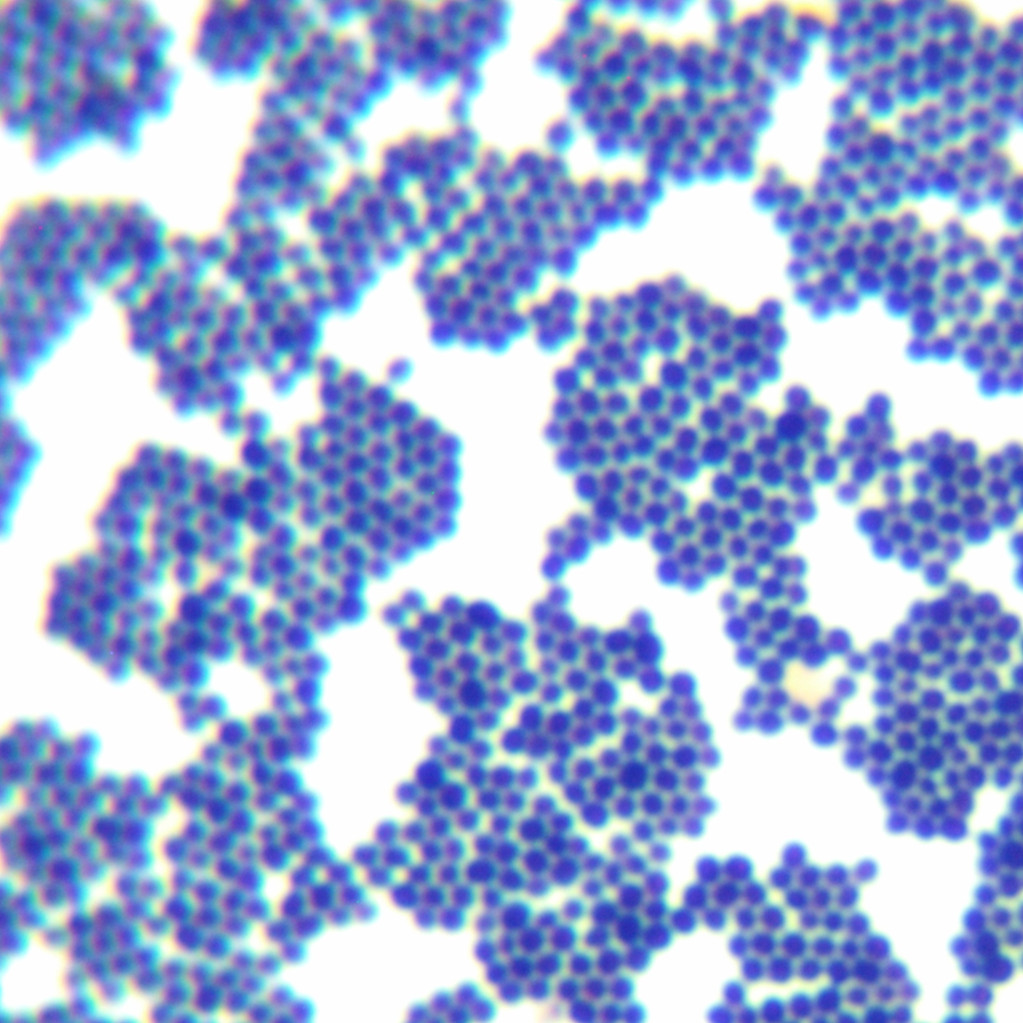 Staphylococcus xylosus-BNCC