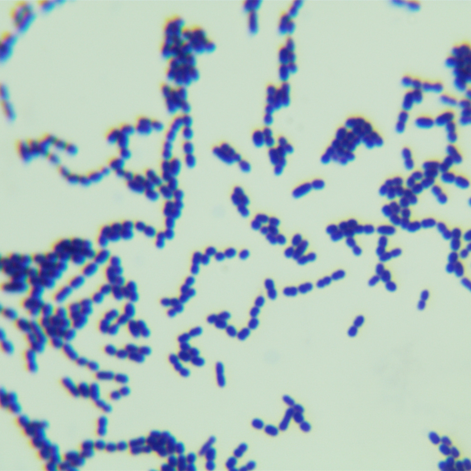 Streptococcus thermophilus-BNCC