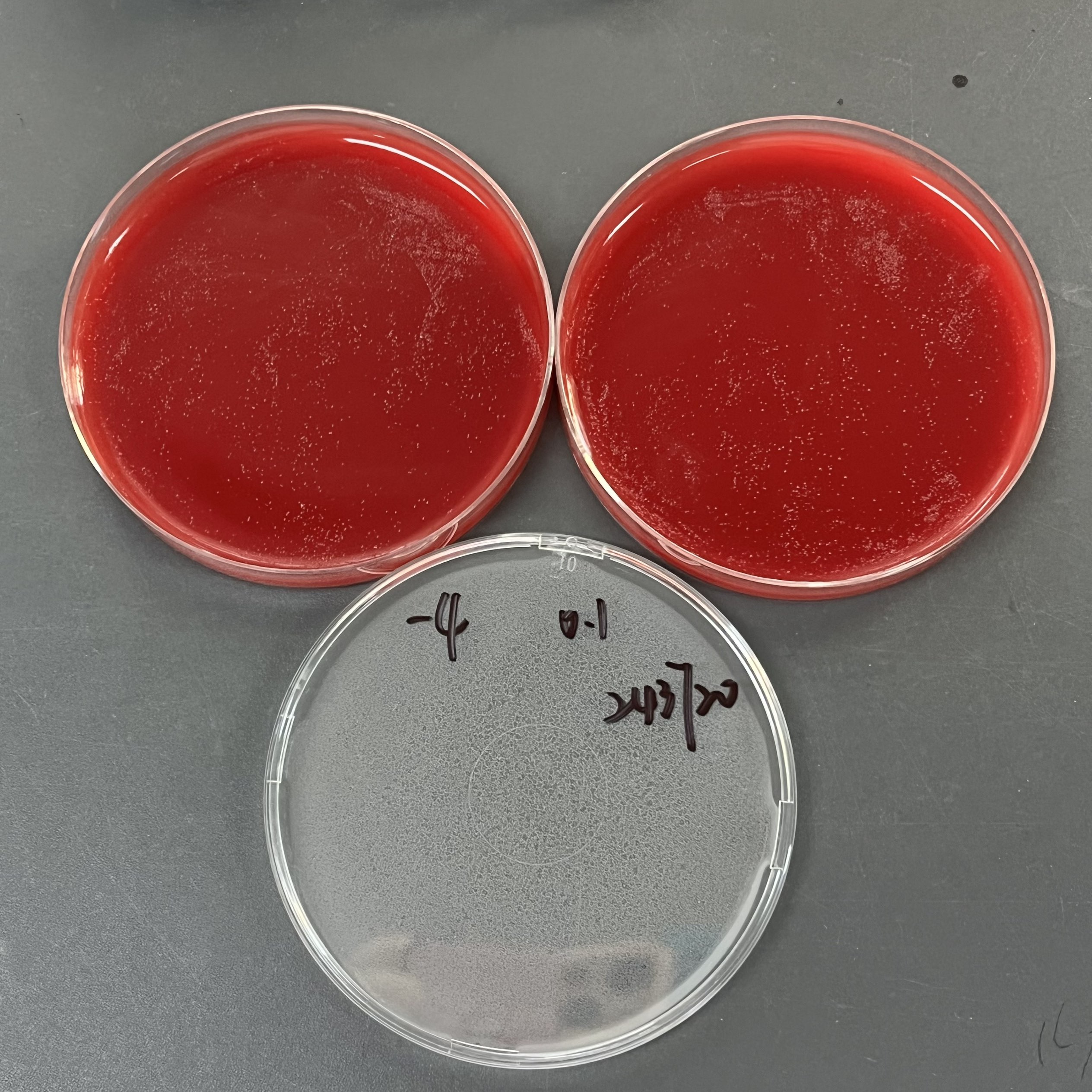 Campylobacter jejuni Reference Material (Chemical inactivation) (Strong Positive)-BNCC
