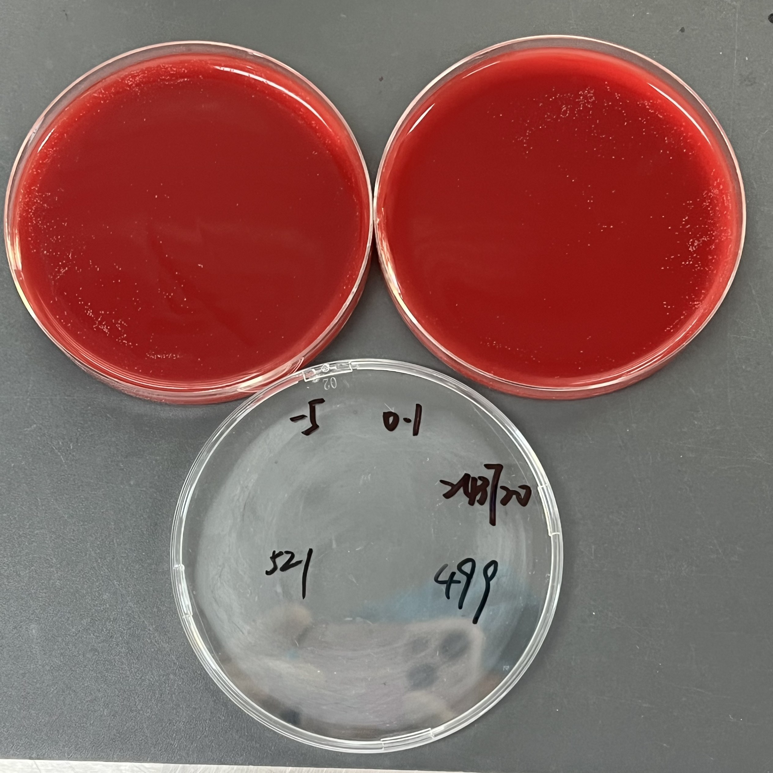 Campylobacter jejuni Reference Material (Chemical inactivation) (Strong Positive)-BNCC