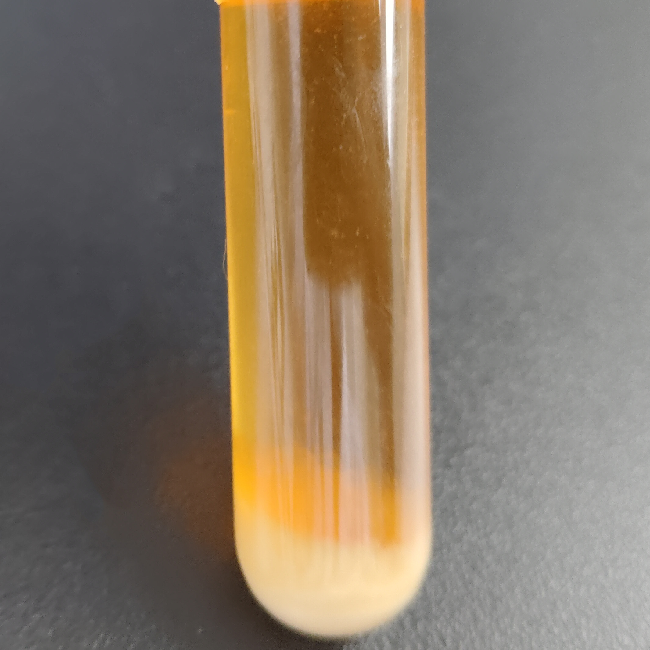 Starch eating Lactobacillus-BNCC