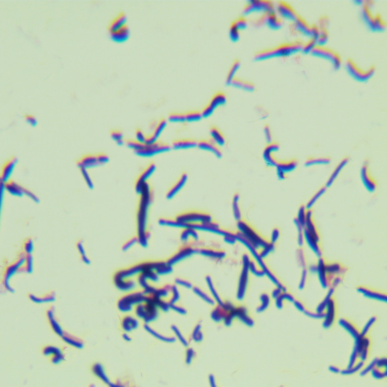 Starch eating Lactobacillus-BNCC