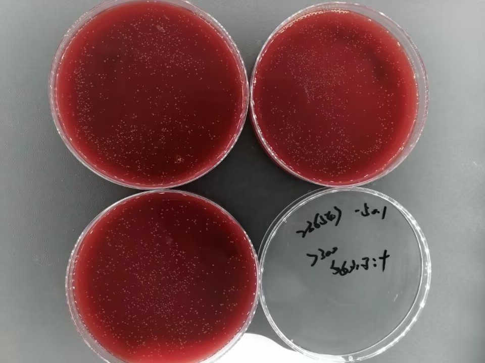 Porphyromonas gingivalis nucleic acid reference substance (Heat-inactivated) (strongly positive)-BNCC