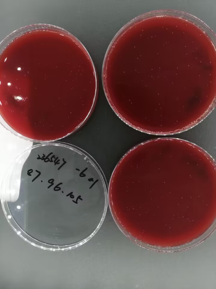 Porphyromonas gingivalis nucleic acid reference substance (Heat-inactivated) (strongly positive)-BNCC