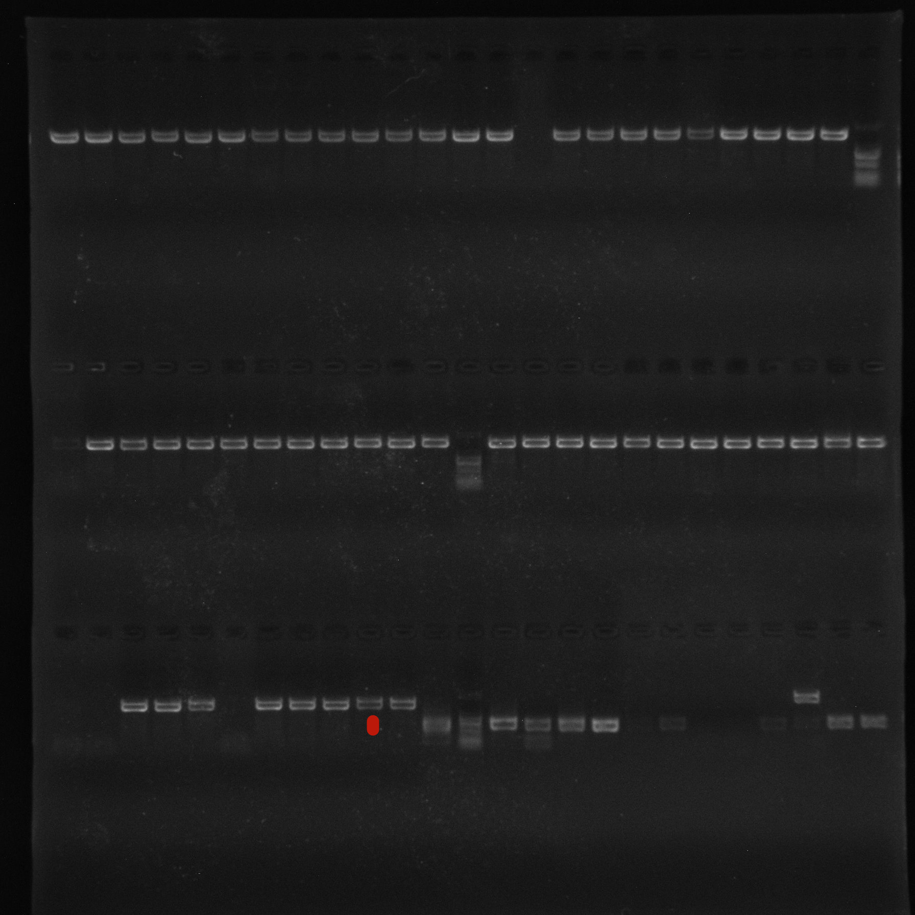 Porphyromonas gingivalis nucleic acid reference substance (Heat-inactivated) (strongly positive)-BNCC