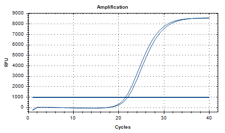 Neisseria meningoidis DNA standard-BNCC