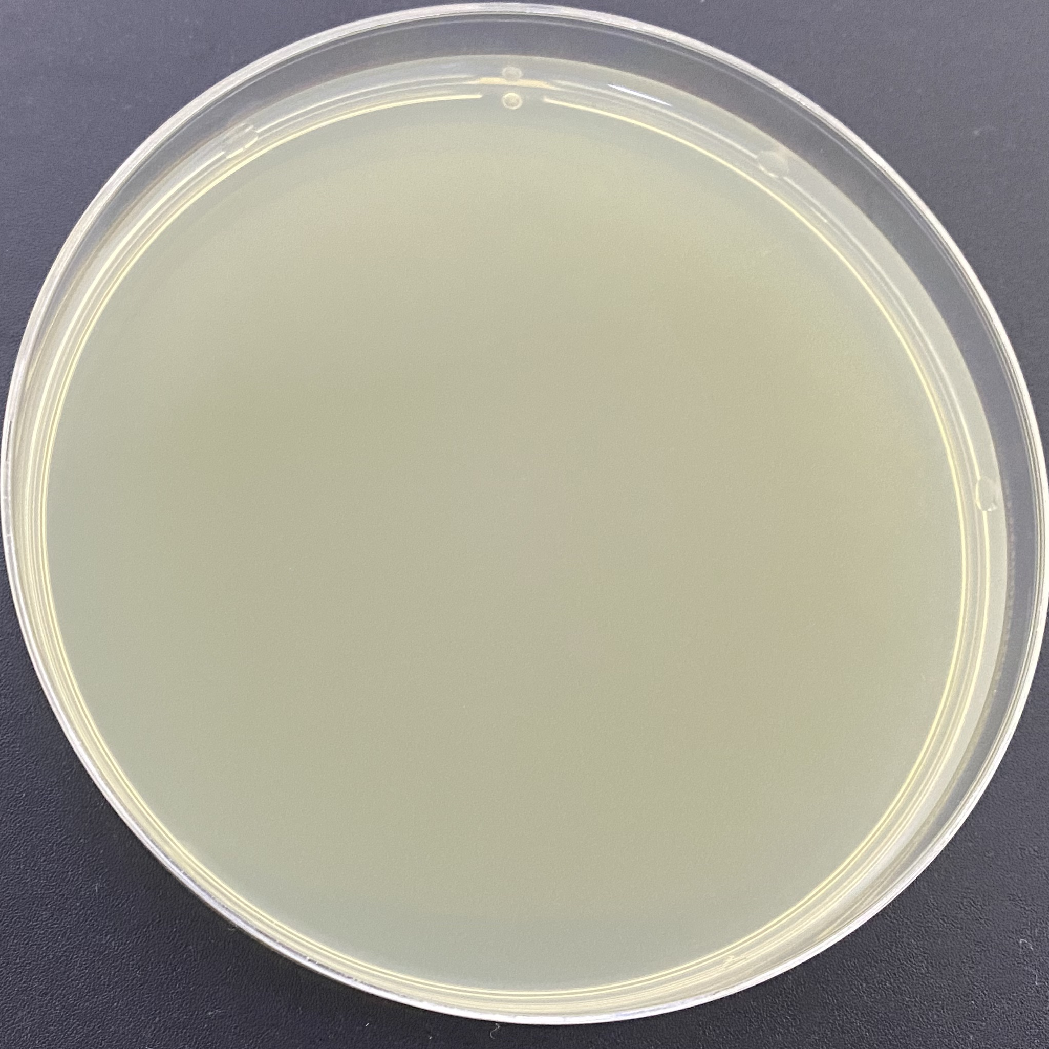 Salivarius Streptococcus DNA Liquid Internal Quality Control Material-BNCC