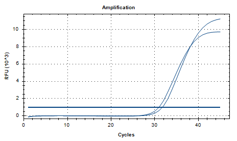 Candida parapsilosis DNA Standard-BNCC