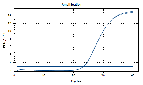 Dried Neisseria DNA Standard-BNCC