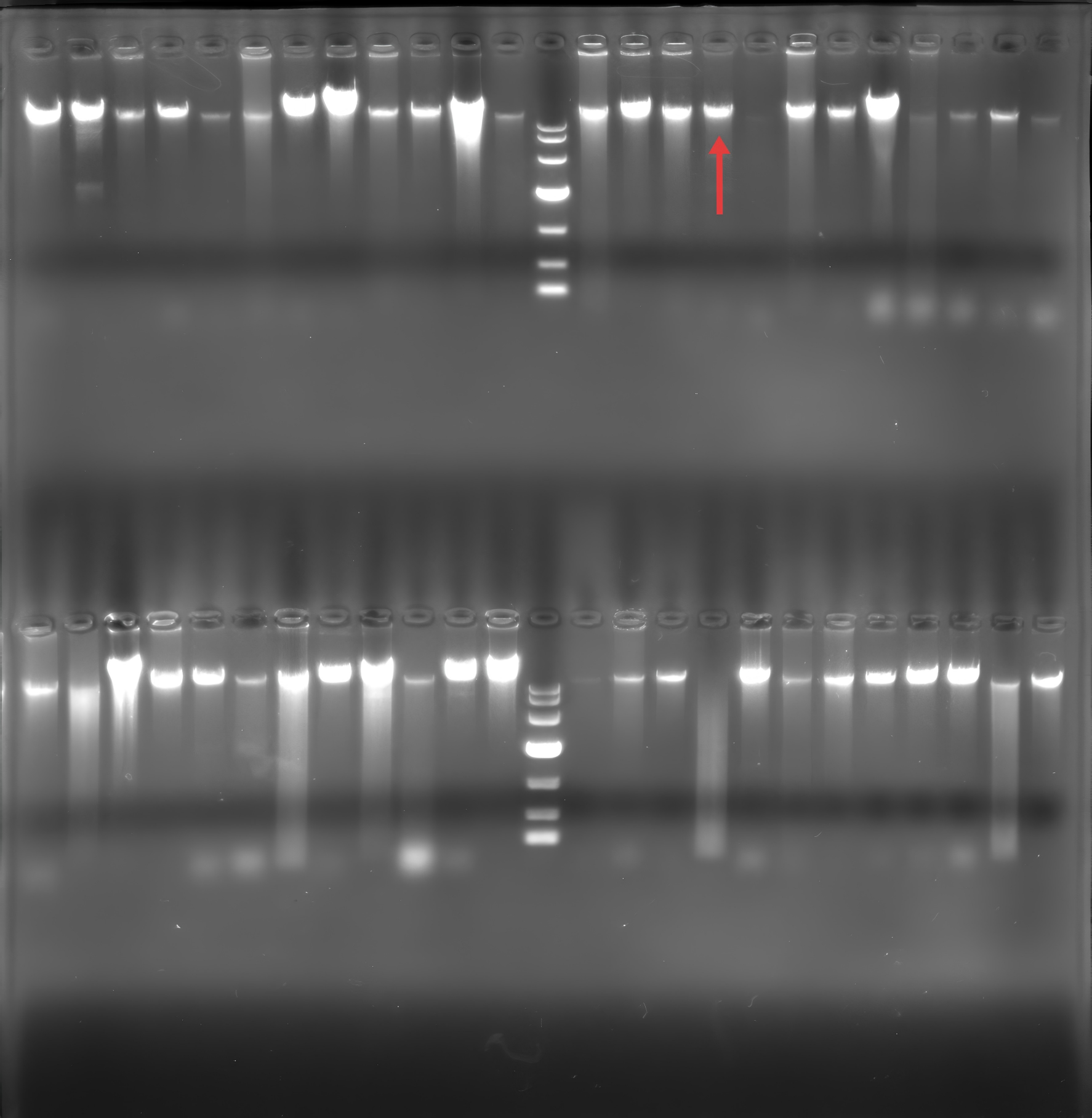 Escherichia coli genomic DNA-BNCC