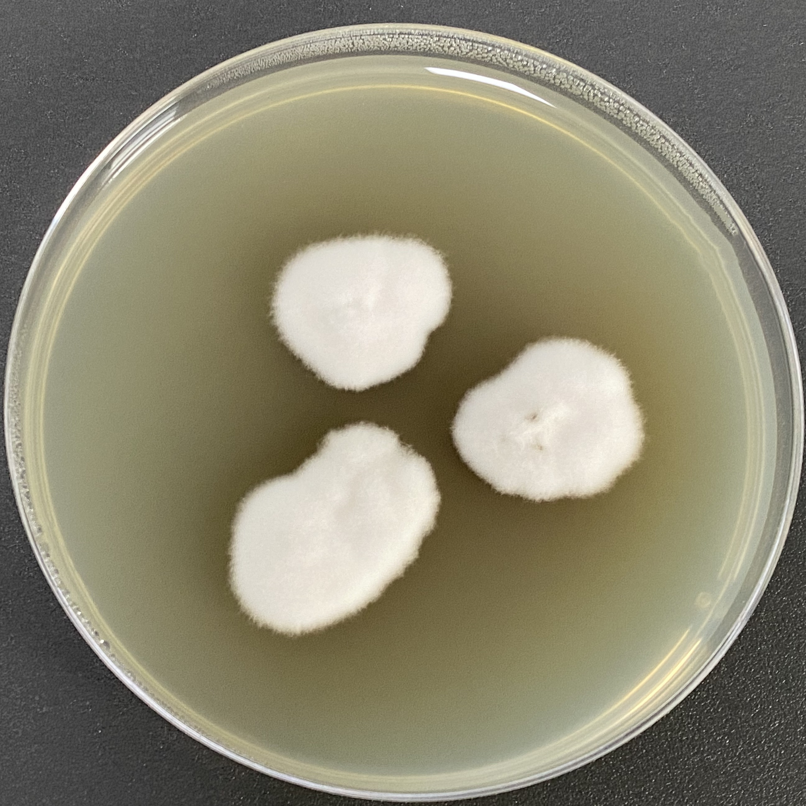 Wheat shell multicellular spot pathogen-BNCC