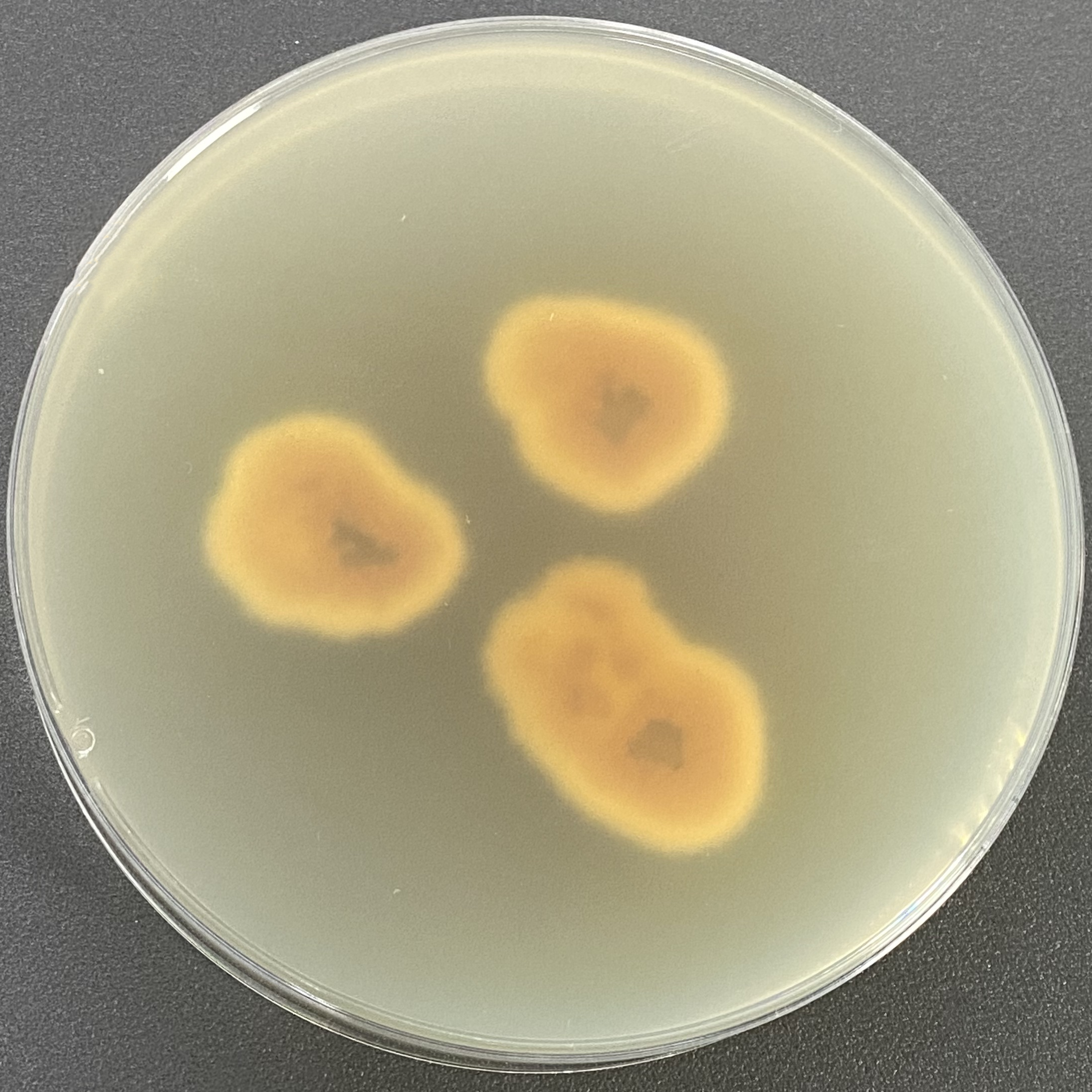 Wheat shell multicellular spot pathogen-BNCC