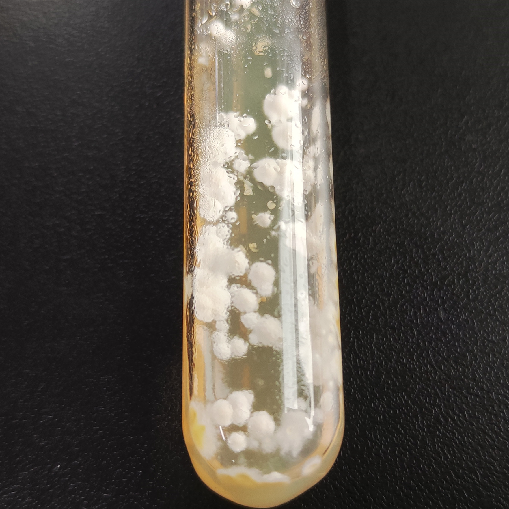 Wheat smut fungus-BNCC