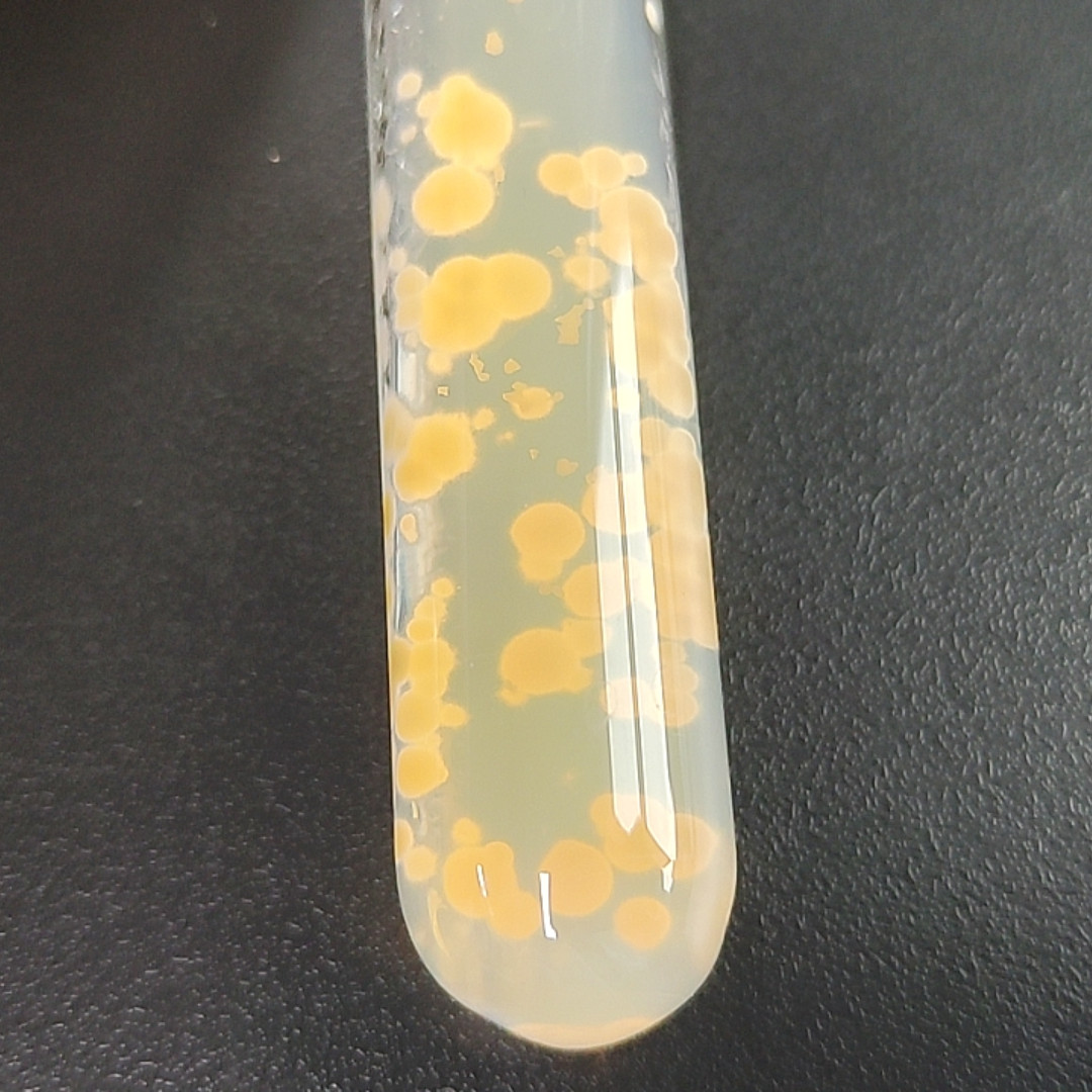Wheat smut fungus-BNCC