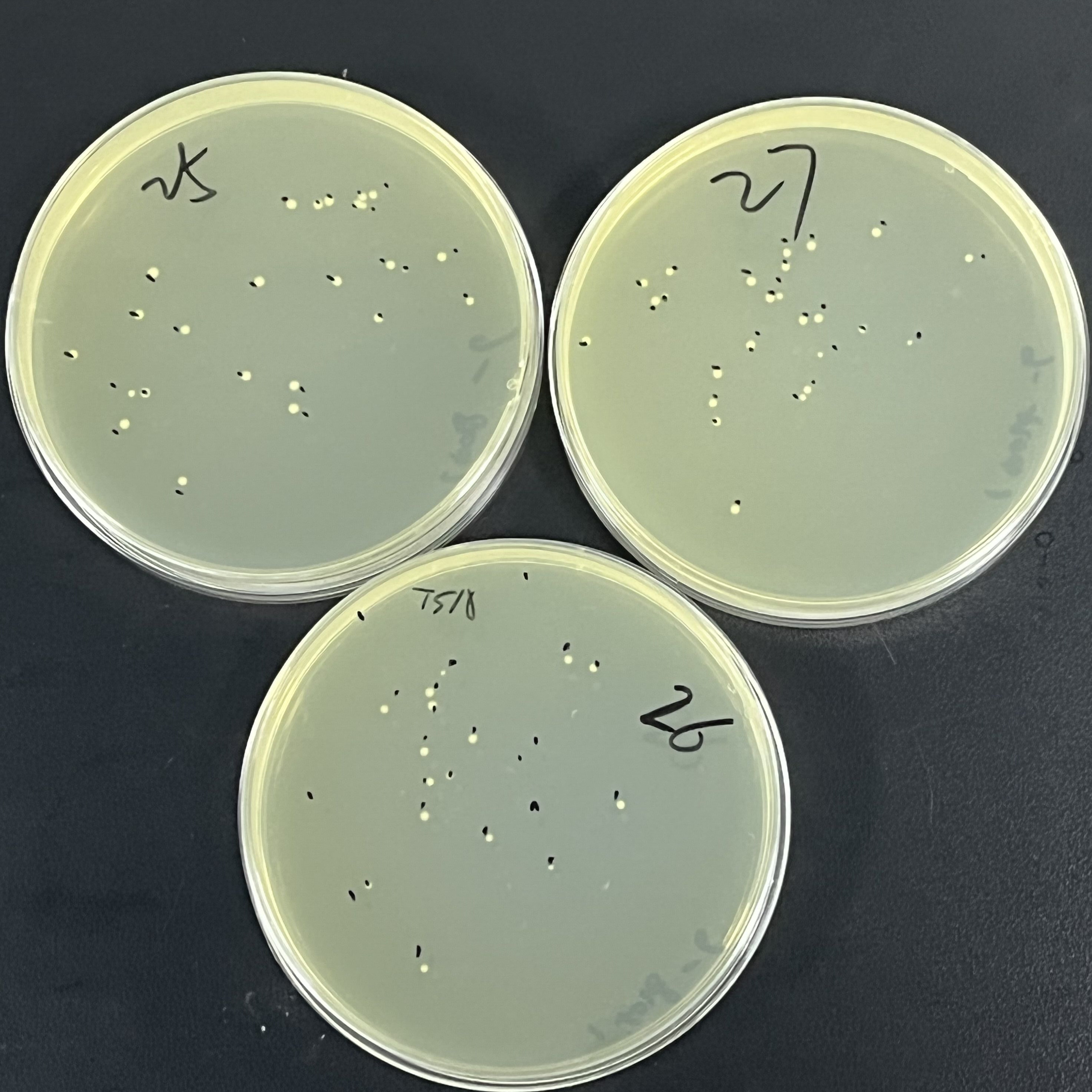 Green fluorescent labeling of Salmonella enterica-BNCC