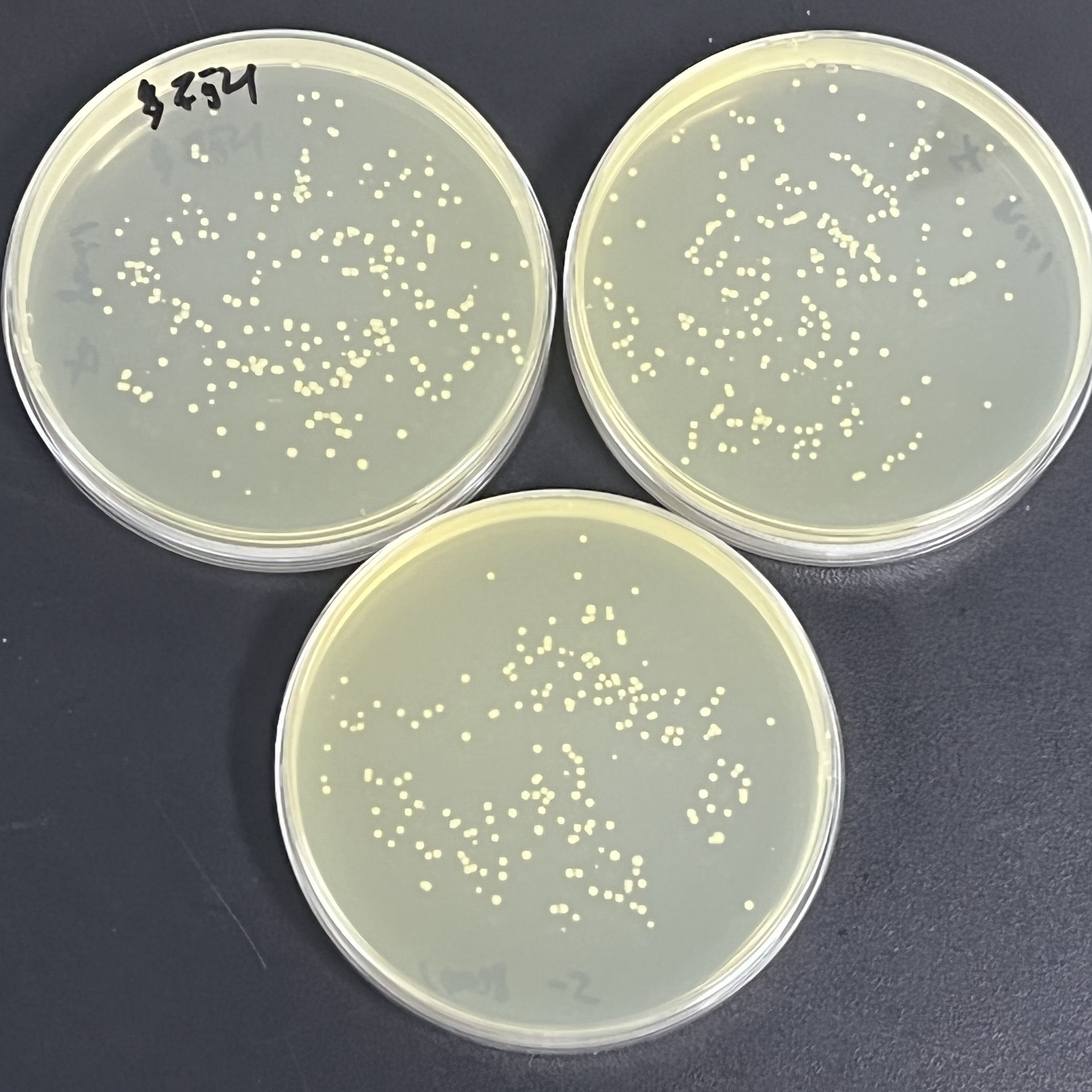 Green fluorescent labeling of Salmonella enterica-BNCC