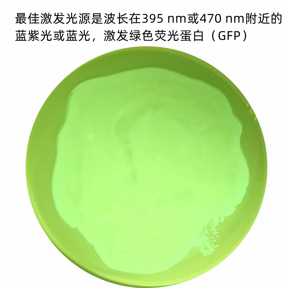 Green fluorescent labeling of Escherichia coli-BNCC