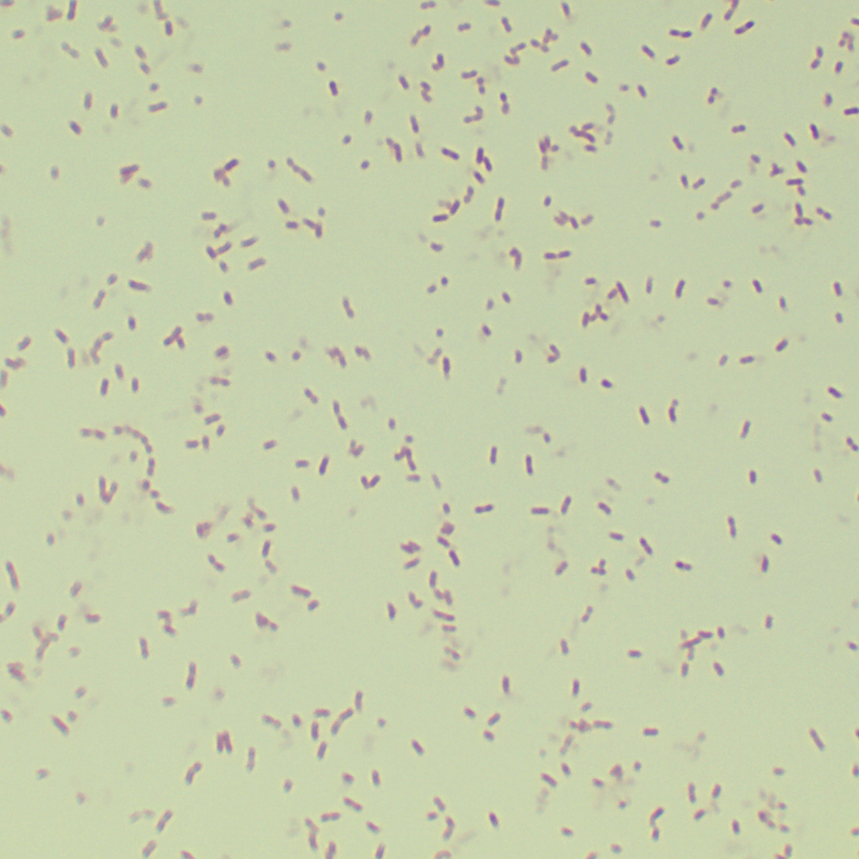 Rolston bacteria-BNCC