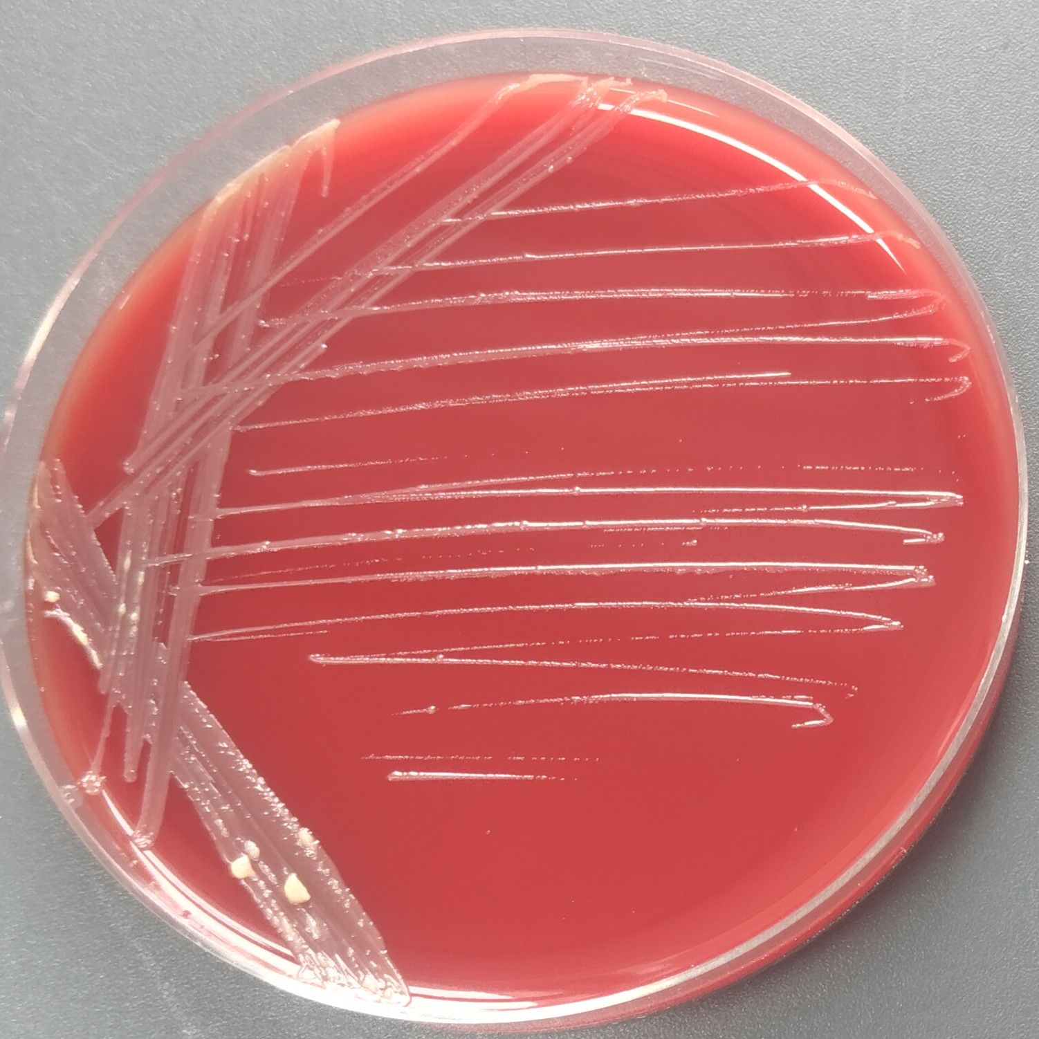 Rolston bacteria-BNCC