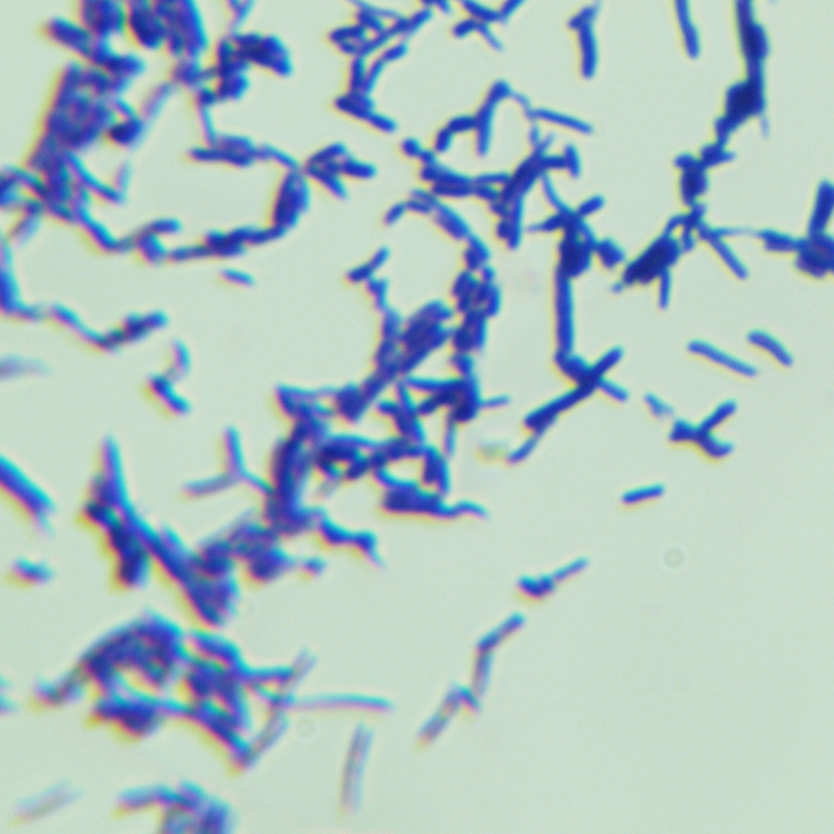 Giant subspecies of desert fungus-BNCC
