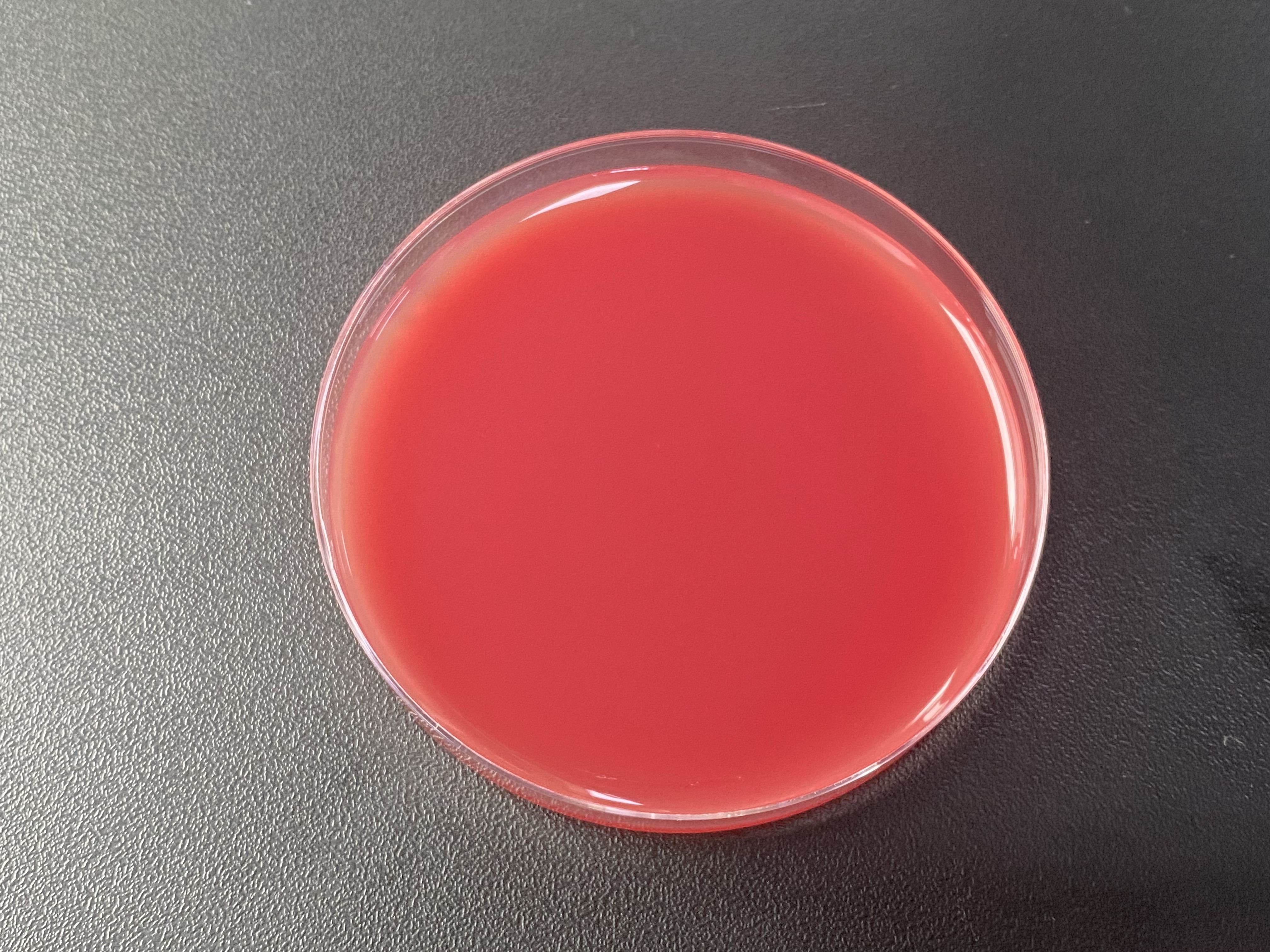Streptococcus pneumoniae nucleic acid reference substance (Heat-inactivated) (strongly positive)-BNCC