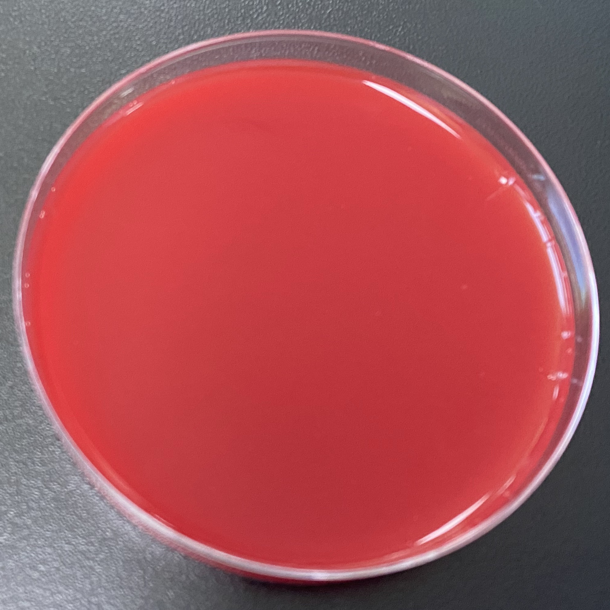 Streptococcus pyogenes nucleic acid reference substance (Heat-inactivated) (strongly positive)-BNCC