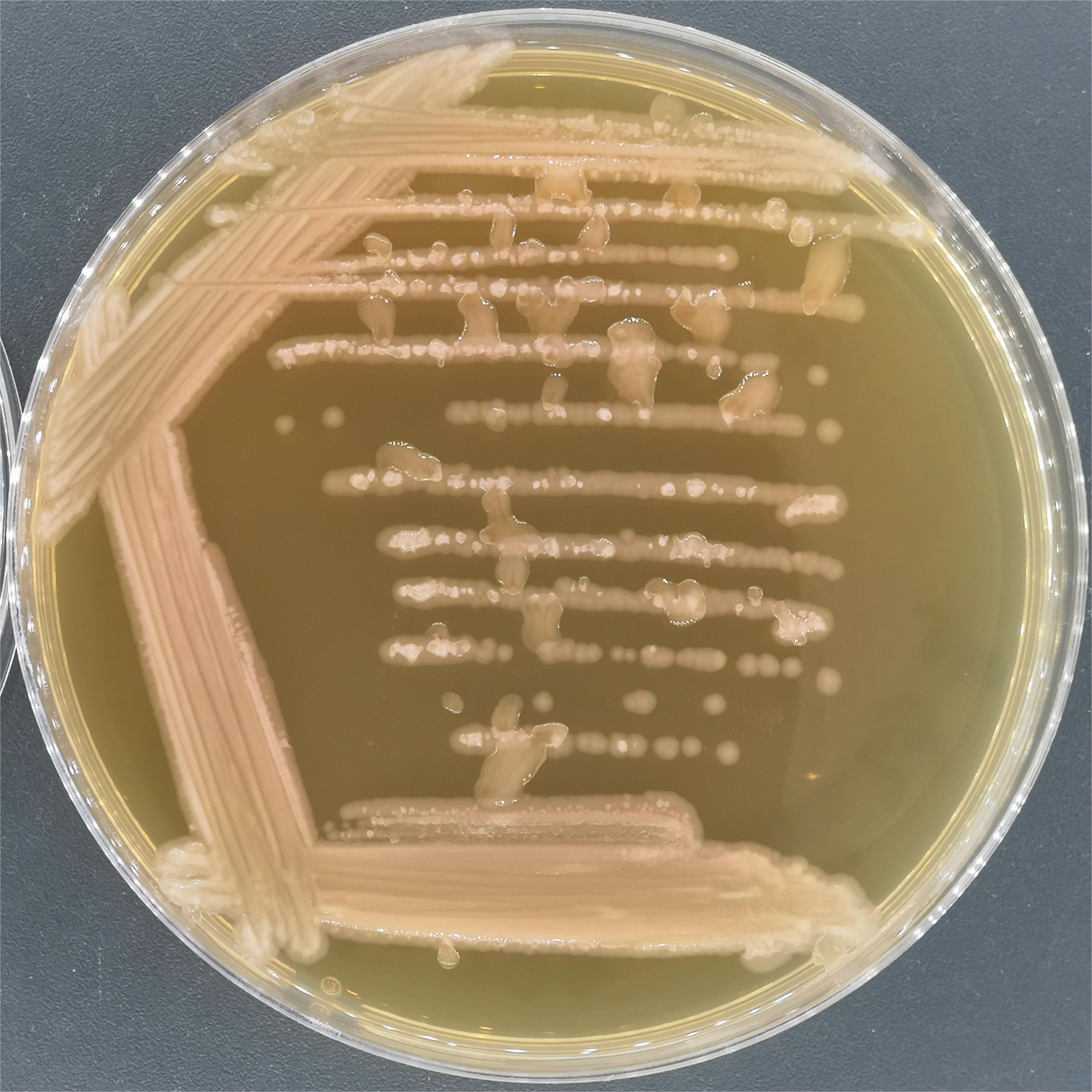 Long form lysine producing Bacillus-BNCC