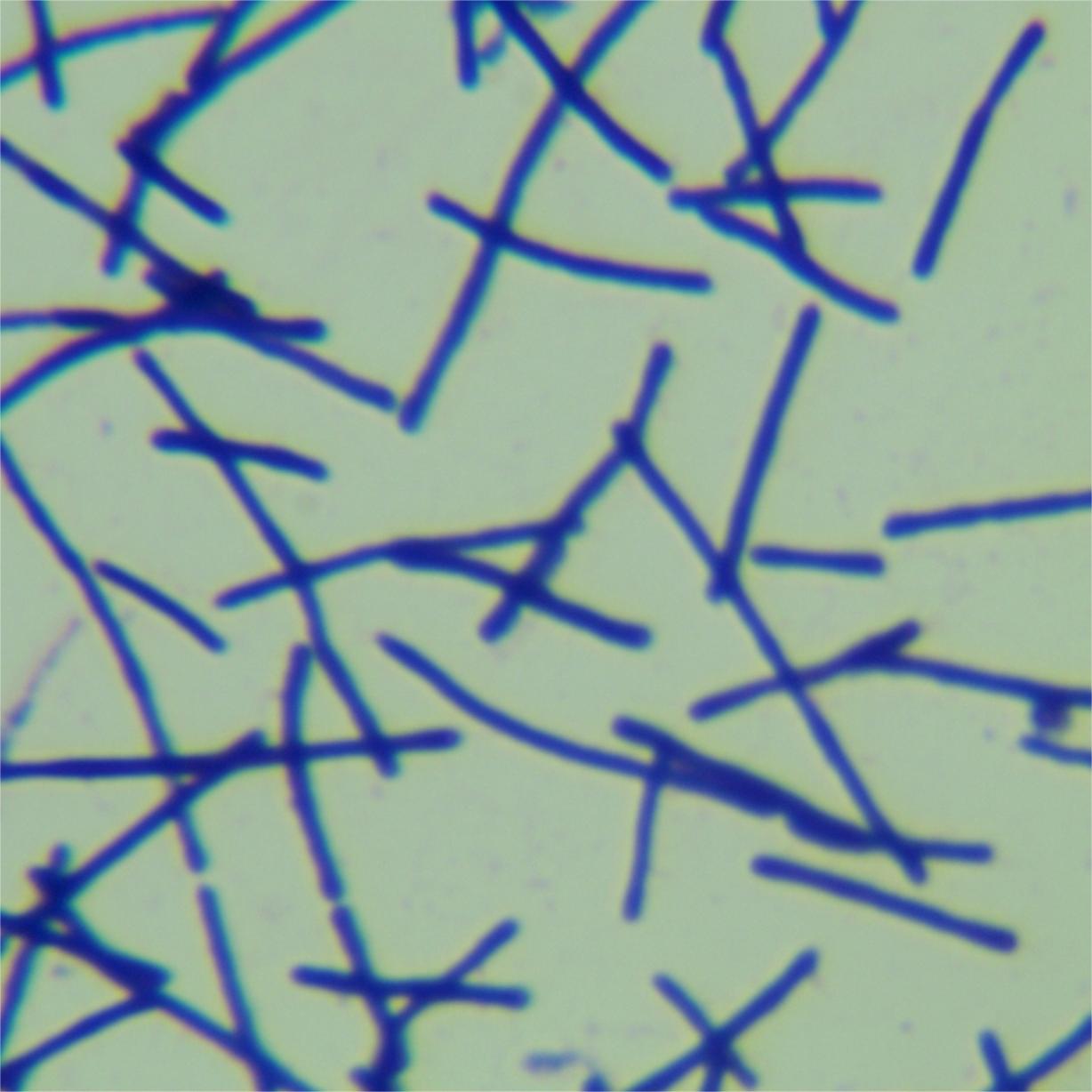 Long form lysine producing Bacillus-BNCC