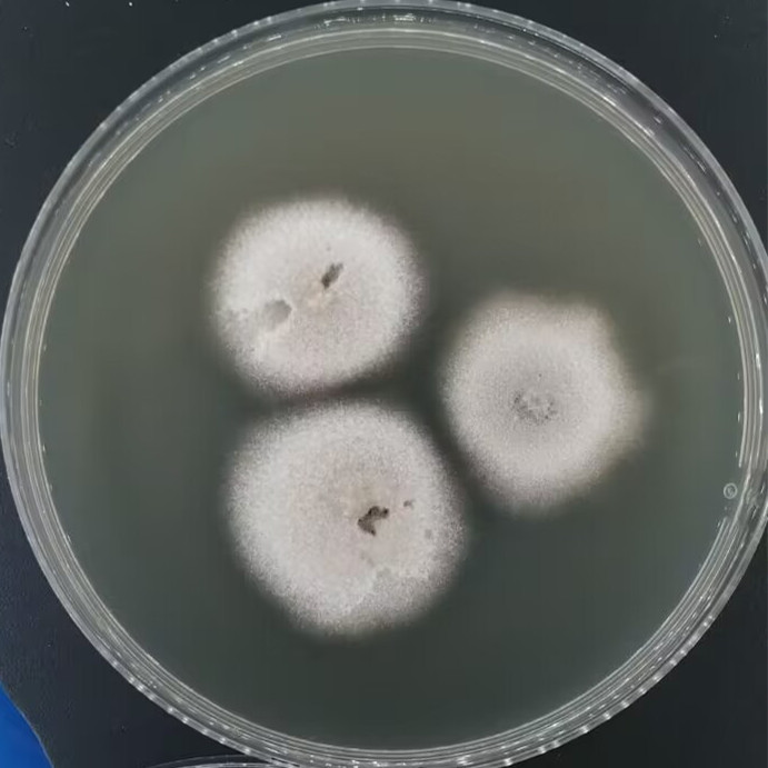 Ceratocystis tiliae-BNCC